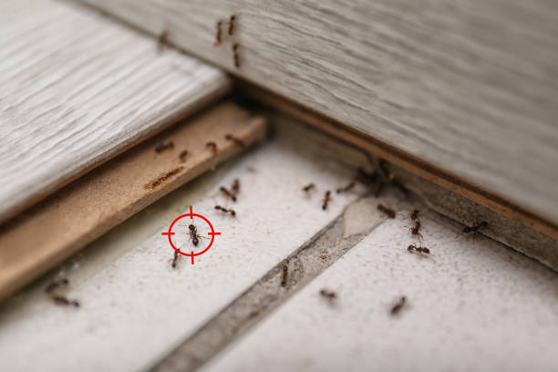 Best Residential Pest Control  in Libby, MT