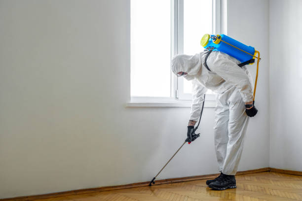 Wasp Removal Services in Libby, MT