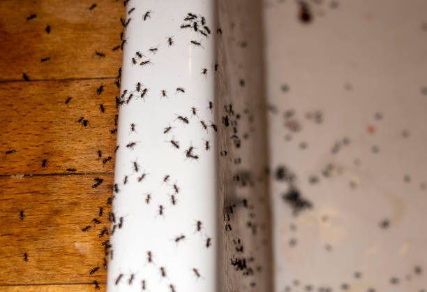 Best Pest Control for Homes  in Libby, MT